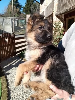 cuccioli di pastore tedesco con pedigree