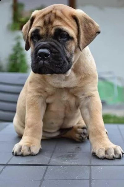  cuccioli di bullmastiff femminucce e maschietti disponibili . i cuccioli sono vaccinati sverminati 