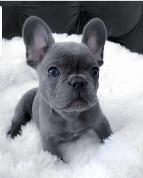 adorabile bulldog francese per regalo adozione[]][]]''