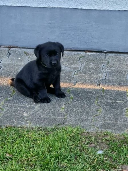 regalo cuccioli di labrador