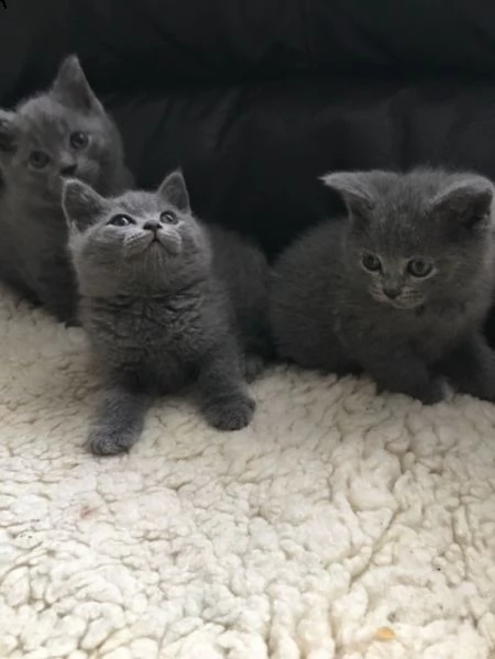gattini britannici a pelo corto in vendita