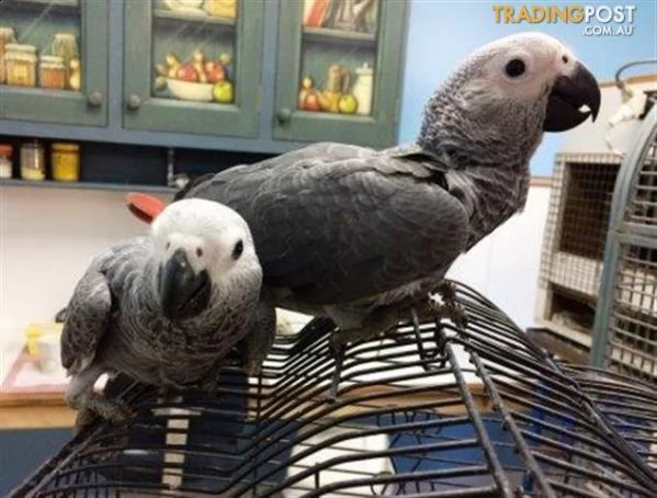 vendo bellissimi pappagalli cenerini africani