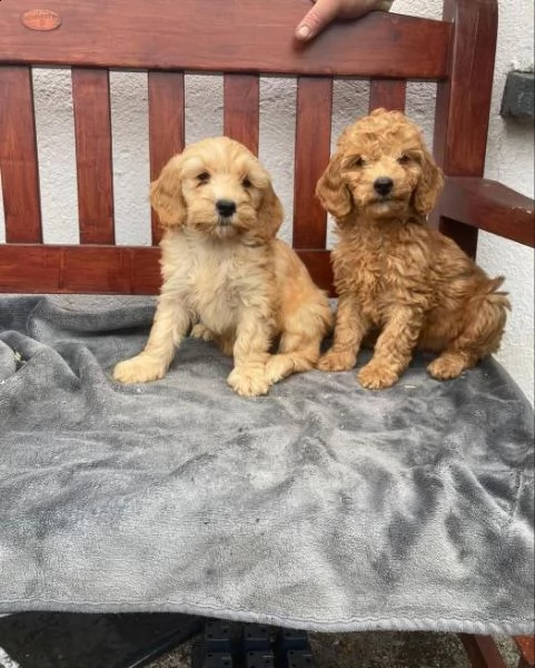 adorabili cuccioli di cockapoo