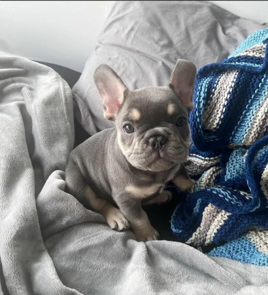adorabile bulldog francese per regalo adozione////