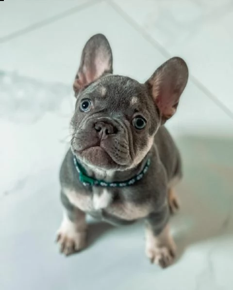 adorabile bulldog francese per regalo adozione?????