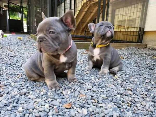 adorabile bulldog francese per regalo adozione====