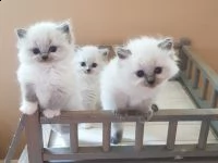 cuccioli ragdoll