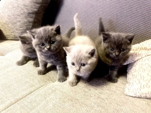 british shorthair  maschi e femmine