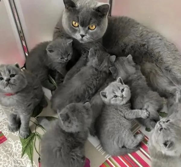 cuccioli british short hair