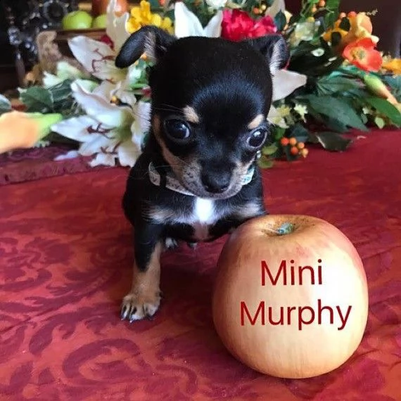 regalo cuccioli dolce e bella chihuahua toy...