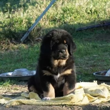 stupendi cuccioli tibetan mastiff