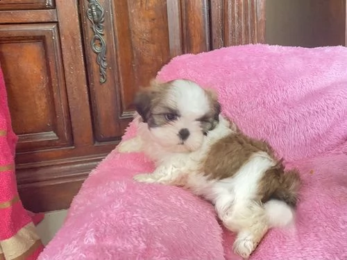 cuccioli di shitzu maschio e femmina | Foto 0