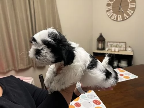 cuccioli di shitzu maschio e femmina