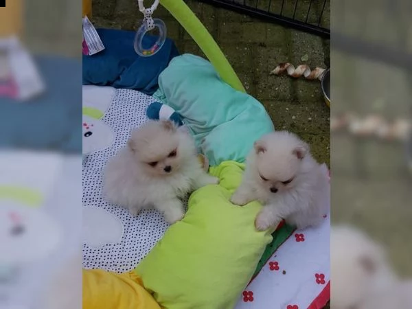 spitz della pomerania