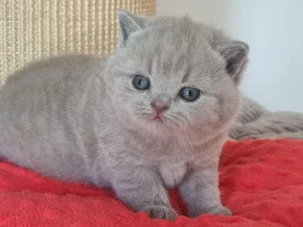 british shorthair