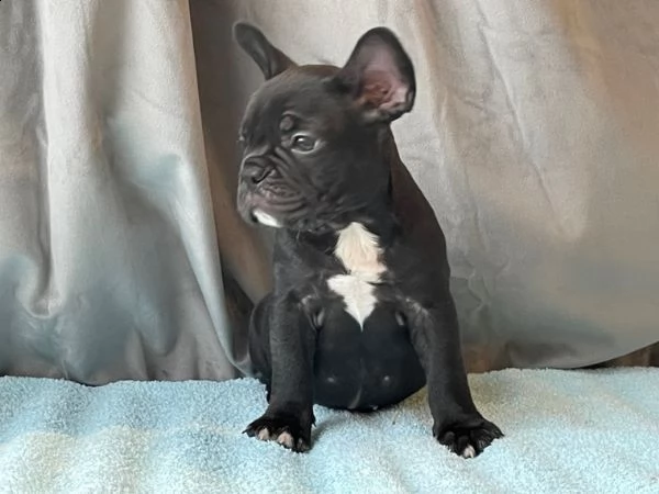 meraviglosi cuccioli di bulldog francese 