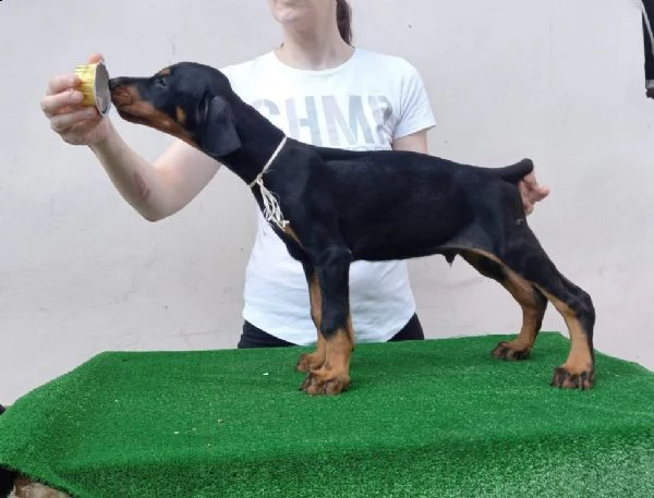 dobermann cuccioli in vendita | Foto 6