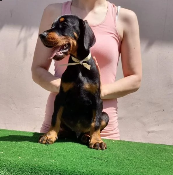 dobermann cuccioli in vendita | Foto 5