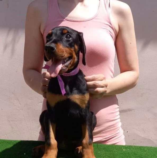 dobermann cuccioli in vendita | Foto 4