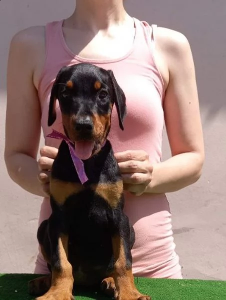 dobermann cuccioli in vendita | Foto 3
