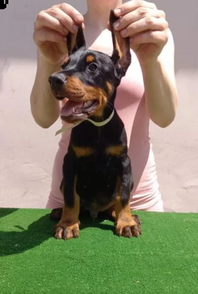 dobermann cuccioli in vendita | Foto 2