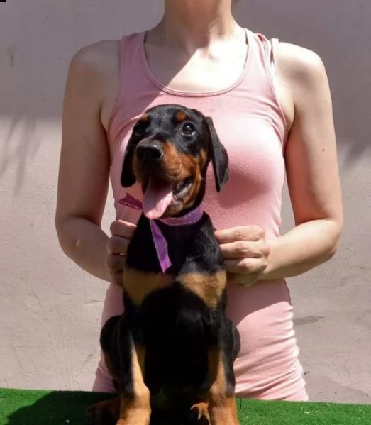 dobermann cuccioli in vendita