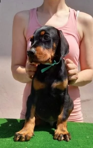 dobermann cuccioli in vendita | Foto 1