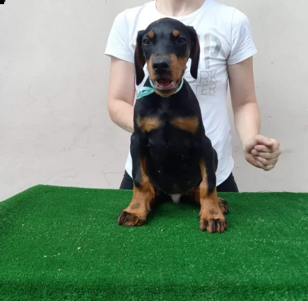 dobermann cuccioli in vendita | Foto 0