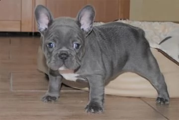 cucciolo bouledogue francese blu merle  | Foto 0