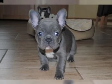 cucciolo bouledogue francese blu merle 