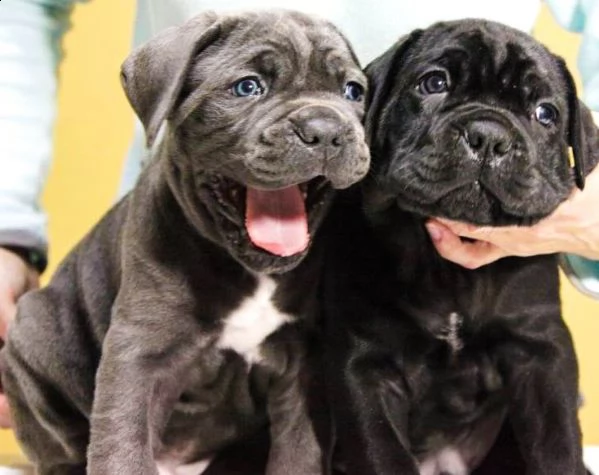 cane corso | Foto 6