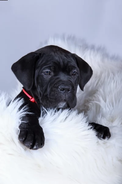 cane corso | Foto 5