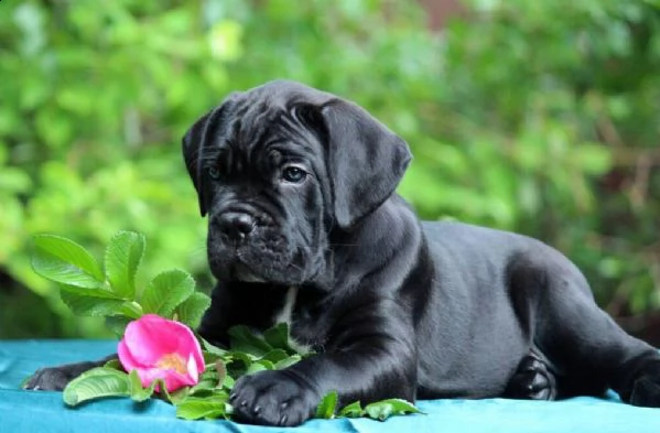 cane corso | Foto 4