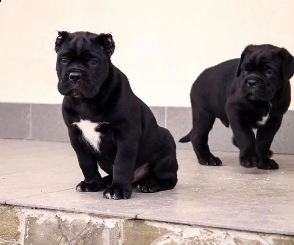 cane corso | Foto 3