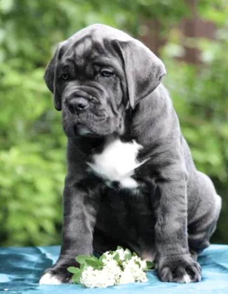 cane corso | Foto 2