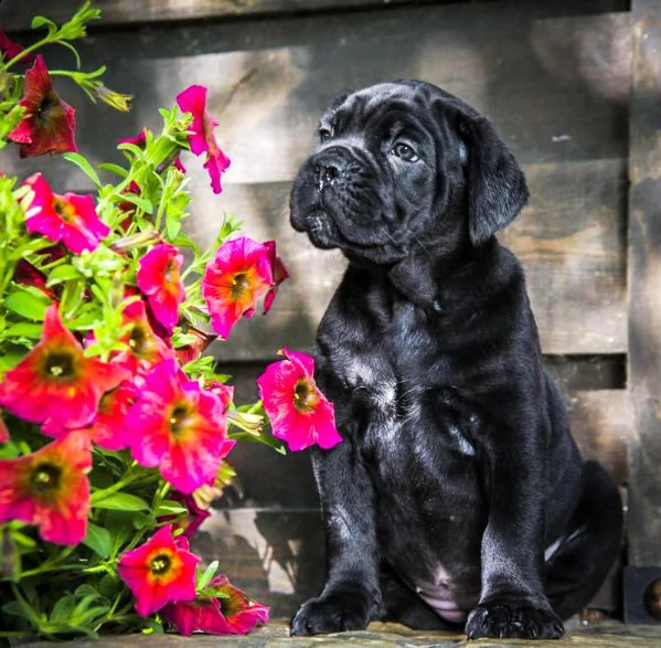 cane corso | Foto 1