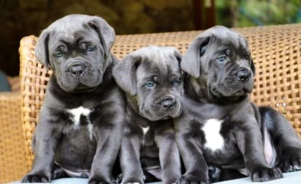 cane corso