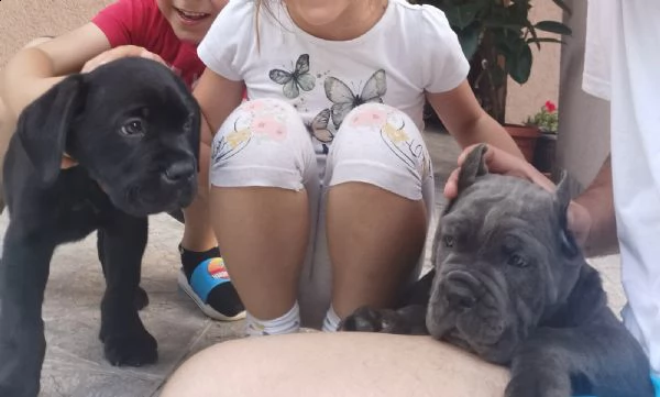 cane corso | Foto 0
