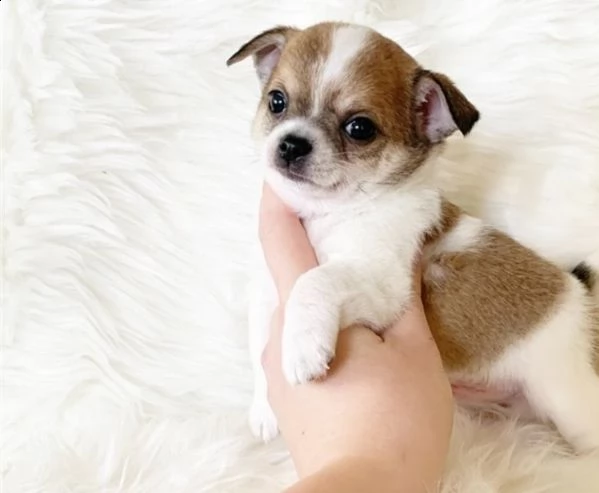 cucciolo di chihuahua in adozione