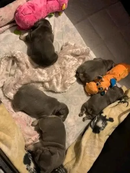 adorabile bulldog francese per regalo adozione###