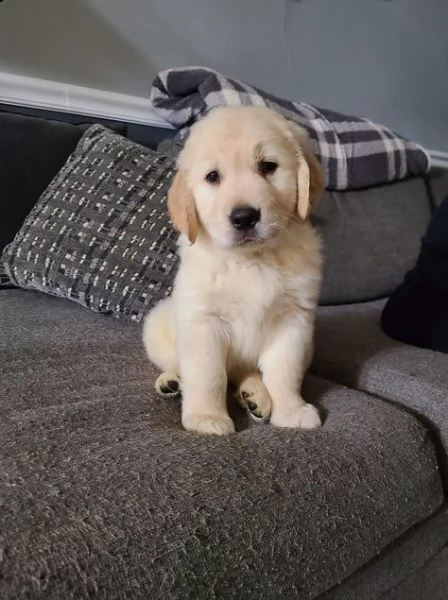 regalo golden retriver cuccioli disponibile per l'adozione adorabili cuccioli di golden retriver fem
