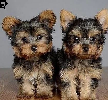 adorabili cuccioli di yorkshire della tazza da tè