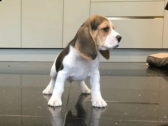 beagle tricolore di tre mesi | Foto 1