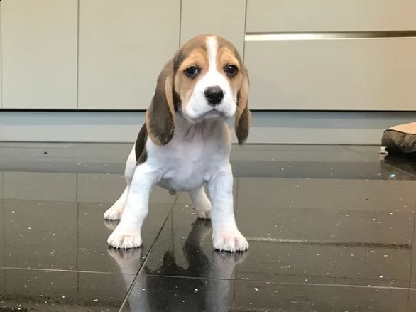 beagle tricolore di tre mesi