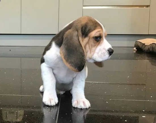 beagle tricolore di tre mesi | Foto 0