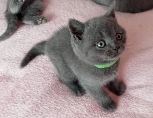 cucciolo british blue smoke | Foto 1