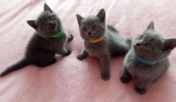 cucciolo british blue smoke