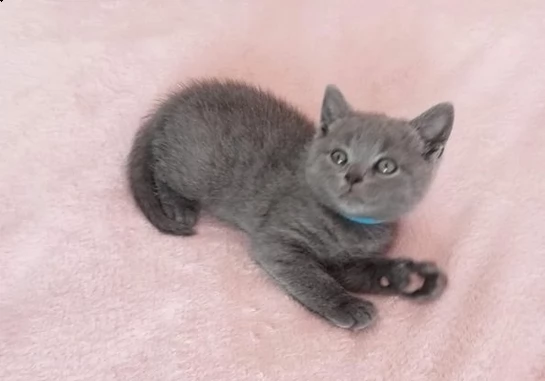 cucciolo british blue smoke | Foto 0