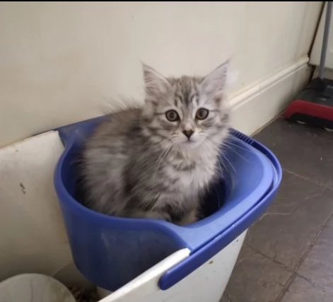 maschio e femmina di siberiani