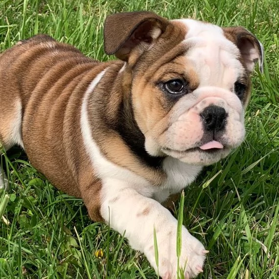regarlo bulldog inglese cuccioli
